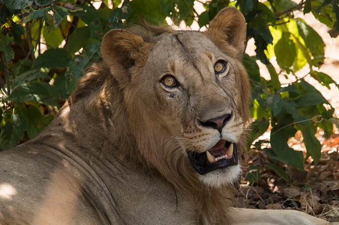 4-Days Private Tour in Nyerere National Park-Selous Game Reserve