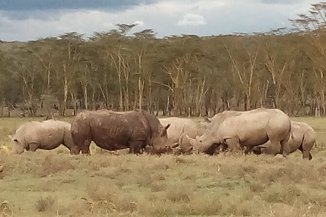 4 Days Safari to Lake Nakuru N/P and Maasai Mara N/R - Booking Information and Tips