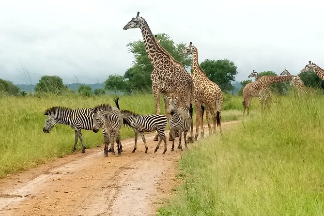 4 Days Safari to Mikumi NP and Udzungwa Mountain NP Mid - Range Accommodation - Itinerary Overview