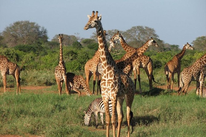 4 Days Special Circuit in Kenya -Tsavo-Saltlick Safari(Min 2 Pax) - Price and Booking Information