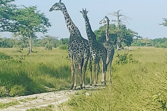 4 Days Tanzania Safari From Zanzibar Itinerary - The Sum Up