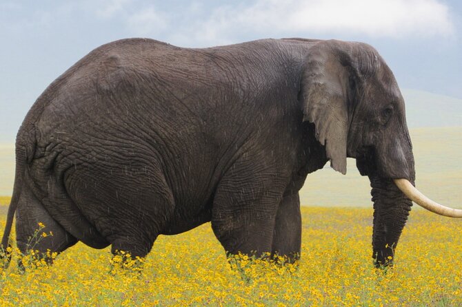 4 Days Tanzania Safaris - Meeting and Pickup Details