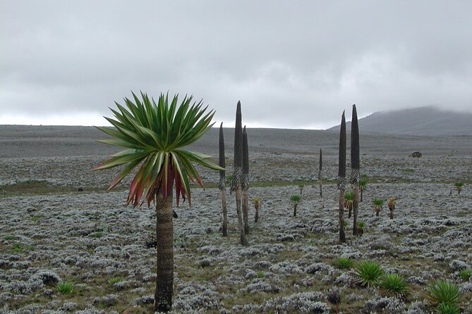 4 Days Trek in Bale Mountains National Park - Safety Measures and Tips