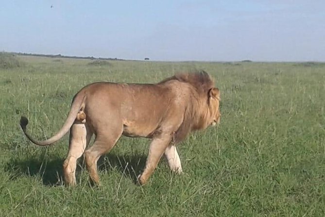 4 Days Wildebeest Migration Budget Safari Masai Mara - The Sum Up