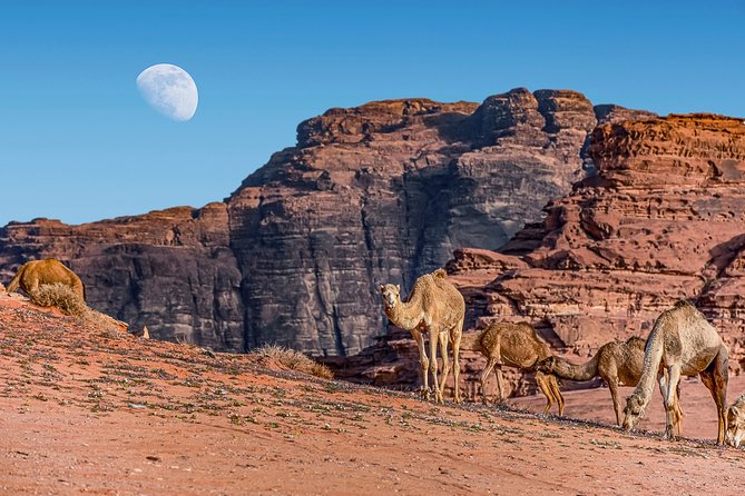 4-Night Jordan Wonders Amman Hotel:Petra,Wadi Rum,Aqaba& Dead Sea - Logistics and Tour Details