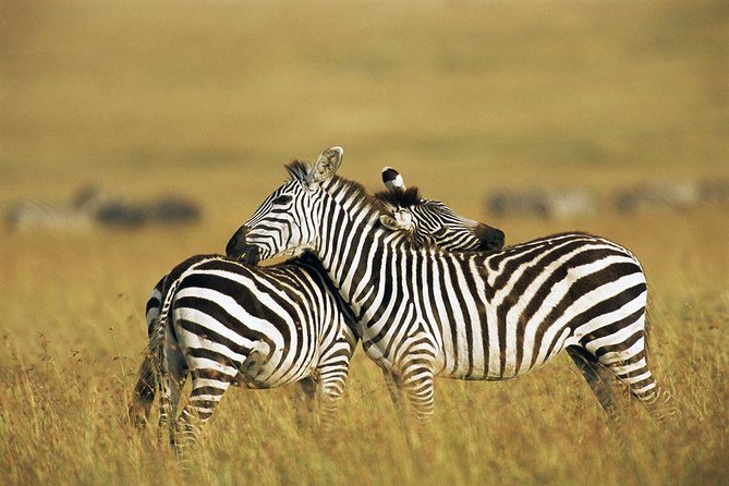 4 Tanzania Classic Safari - Pickup and Transportation Details