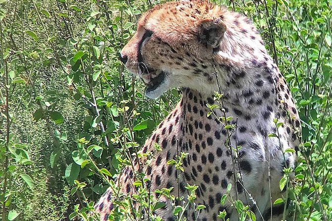 4days Masai Mara and Lake Nakuru Group Joining Budget Safari - Cancellation Policy Details