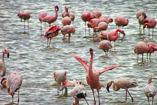 4X4 Lake Nakuru Day Trip Safari – & Optional Lake Naivasha Boat - Customer Reviews and Testimonials