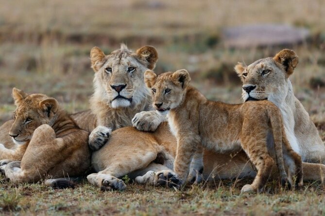 5-Day Masai Mara Lake Nakuru and Naivasha Small-group Safari Tour - Frequently Asked Questions