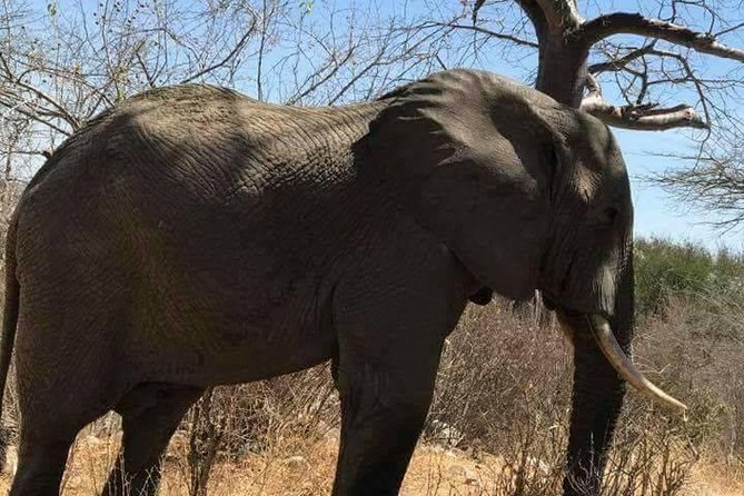 5-Day Mikumi and Ruaha National Park Safari - Activities and Wildlife