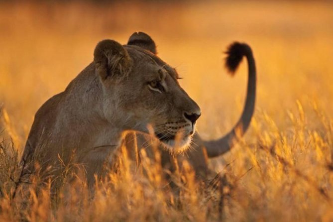 5-Day Mikumi & Ruaha Tanzania Wildlife Lodge Safari - Tour Inclusions