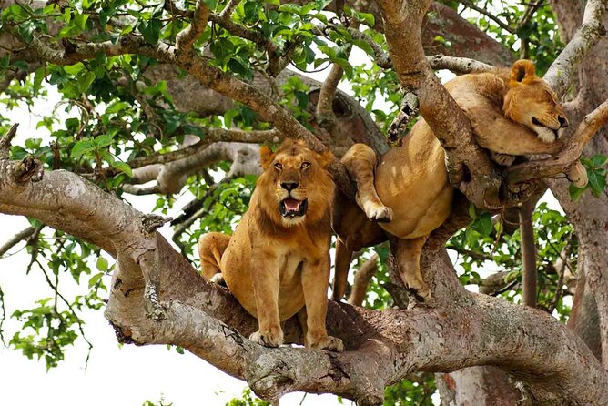 5-Day Private Guided Gorillas and Wildlife Safari Tour - Accommodation Details