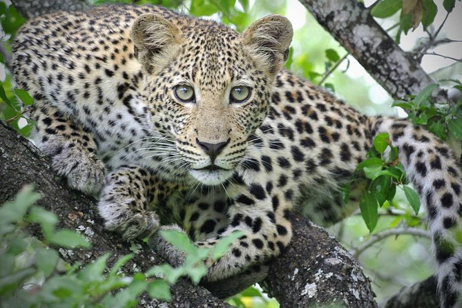 5 Day Victoria Falls and Hwange National Park Accommodated Safari Tour - Booking Information