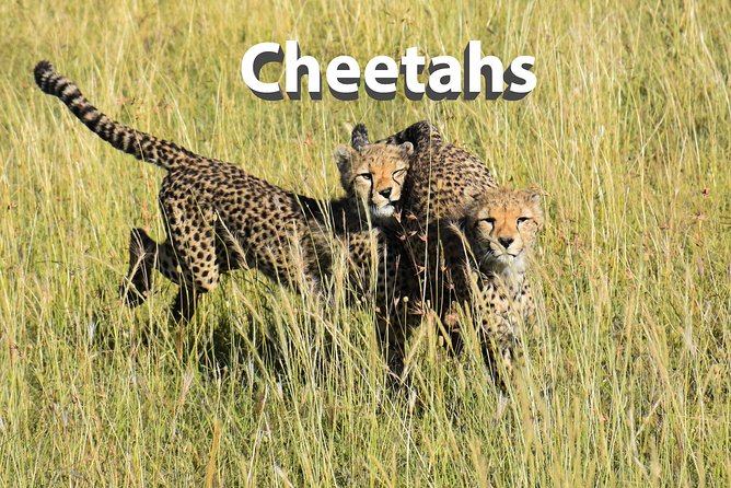 5 Days Budget Camping Safari in Northern Circuit - Arusha Exploration and Venice Hotel Stay