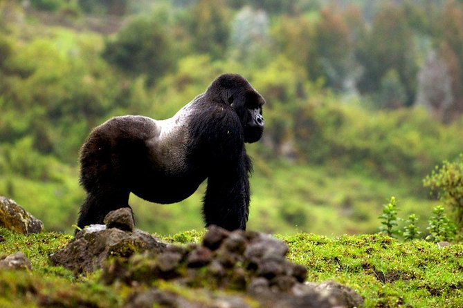 5 Days Gorilla & Wildlife Safari in Uganda - Pricing and Reviews