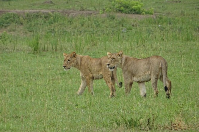 5 Days Gorillas and Lion Tour in Uganda