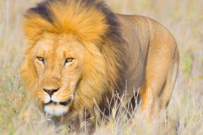 5 Days Lodge Safari. - Safari Activities and Highlights