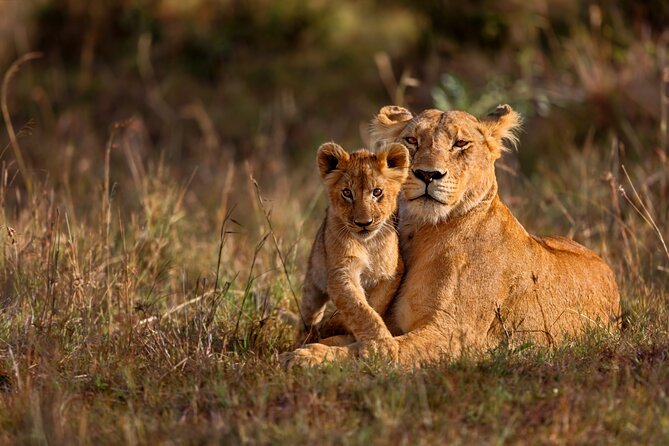 5 Days Masai Mara, Lake Nakuru & Naivasha Budget Joining Safari - Important Tour Information