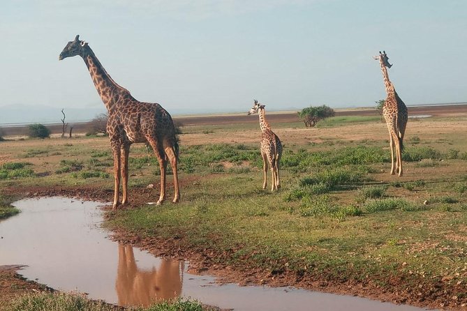 5 Days Migration Maasai Mara - Lake Nakuru - Lake Naivasha Safari - Balloon Safari Experience