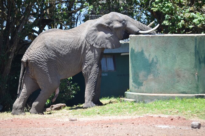 5-Days Private Budget Safari: Tarangire, Serengeti & Ngorongoro - Tarangire National Park