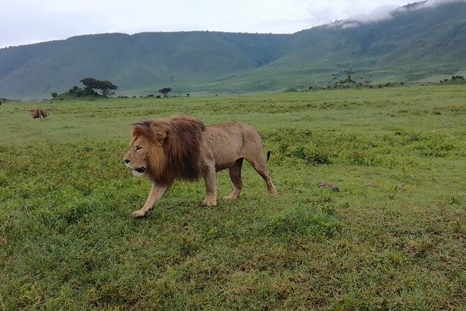5 Days Safari In Serengeti And Ngorongoro - Transportation and Pick-Up