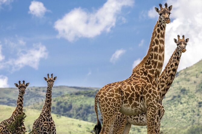 5 Days Safari in Tarangire, Serengeti & Ngorongoro - Wildlife Sightings Expectations