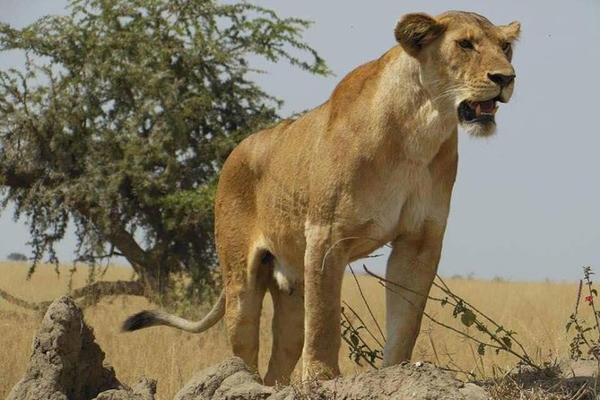 5 Days Safari Itinerary, Delight With Camping Game Drives in 3 National Parks - Wildlife Sightings