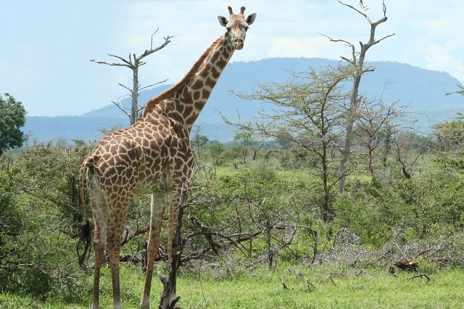 5 Days Safari to Selous & Mikumi - Safari Accommodation and Dining