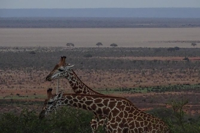 5 Days Safari Tsavo East Voyager Ziwani Amboseli Tsavo West Kilanguni Serena Ldg - The Sum Up