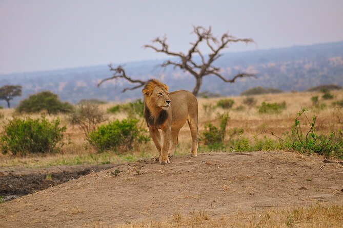 5 Days Tanzania Family Safari - Cultural Experiences and Local Cuisine