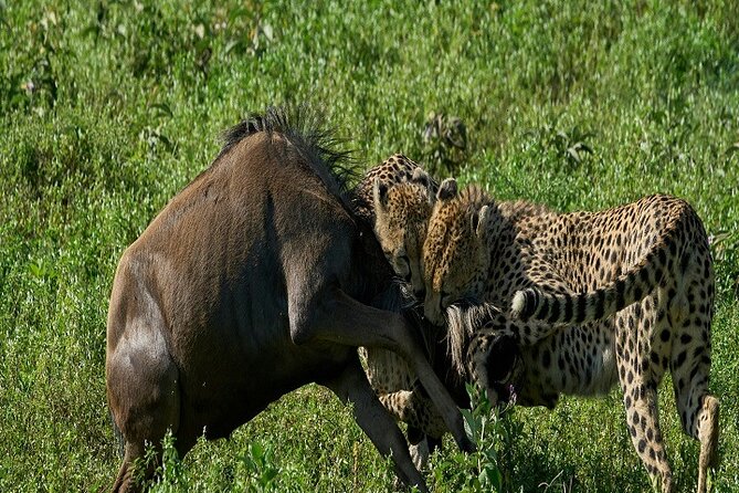 5-Days Tanzania Joining Group Safari : Best Price 2024/2025 - Inclusions and Exclusions