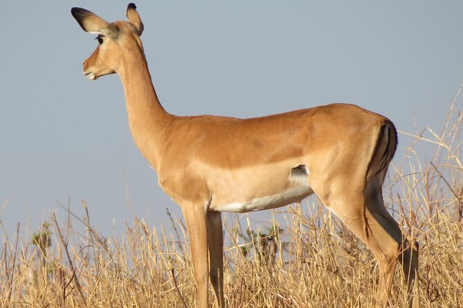5 Days Tanzania Wildlife Safari Private Tour - Cancellation Policy and Price