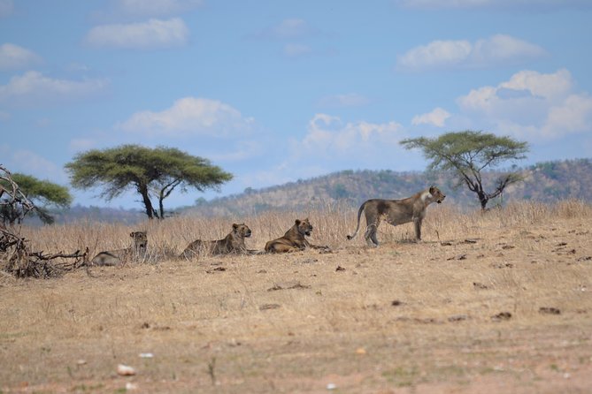 5 Days Travelling Southern Tanzania - Day 4: Adventure in Mikumi National Park