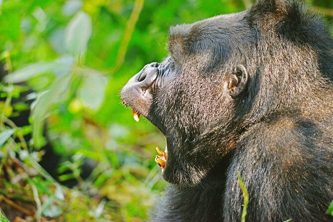 5 Days Uganda Primate And Gorilla Trekking Luxury Safari - Chimpanzee Tracking Adventure