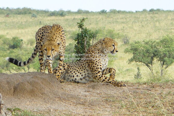 5 Hour Nairobi National Park Game Drive - Tour Highlights