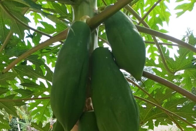 5 Hours Guided Spice Tour and Cooking Class in Zanzibar - Cancellation Policy and Reviews