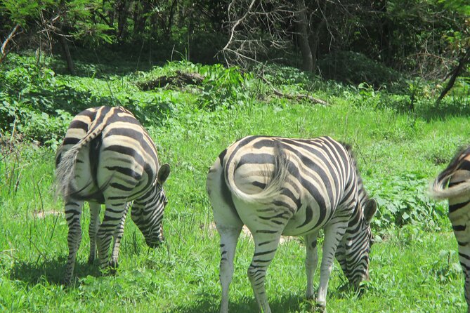 5 Hours of Private Safari at the Bandia Reserve - Location and Price Details