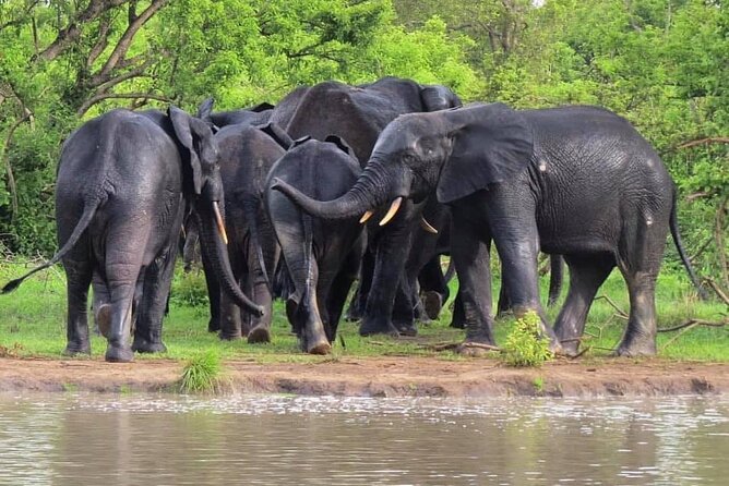5Days Ghana Safari Tour - Customer Reviews