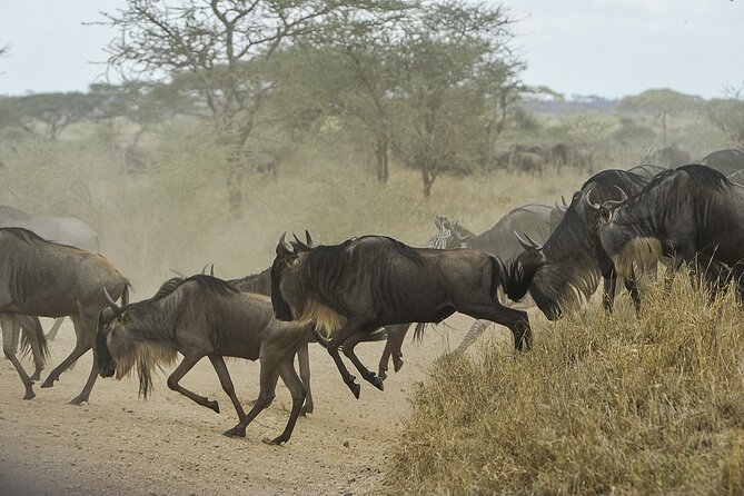 6- Day Adventure Lodge Safari to See Migration - Transportation Details