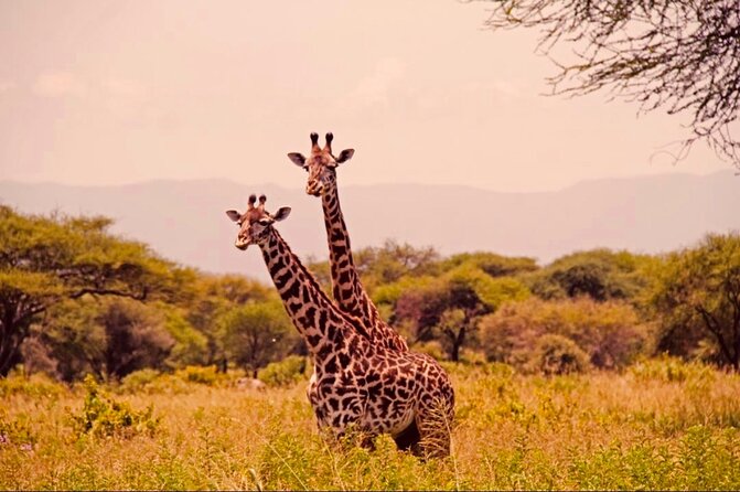 6-Day Big Five Magic Safari Tour - Packing Essentials