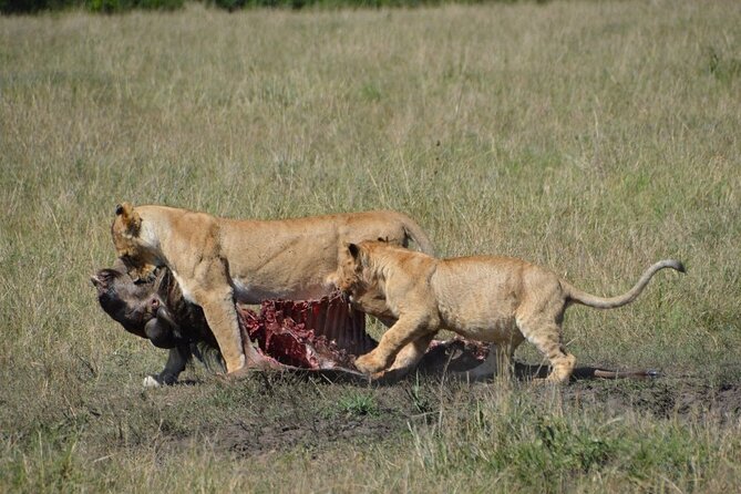 6-Day Kenya Safari to Masai Mara, Lake Nakuru and Amboseli - Optional Add-Ons