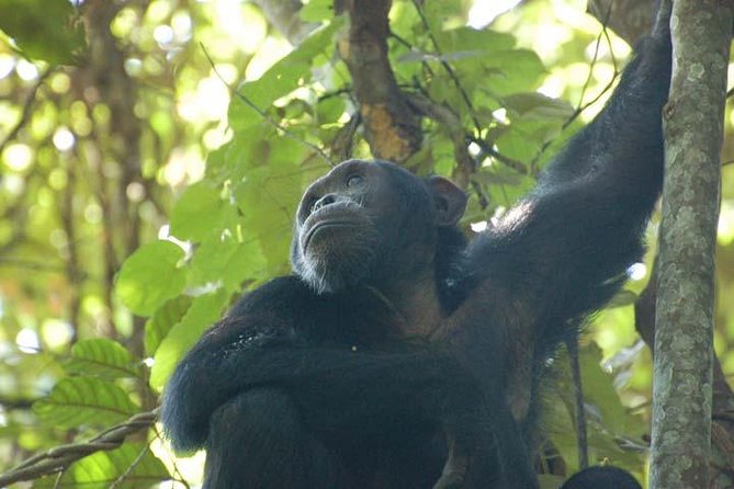 6-Day Primates Tracking & Wildlife Game Viewing - Wildlife Encounters