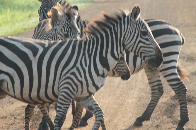 6-Day Queen Elizabeth and Mburo Luxury Safari - The Sum Up