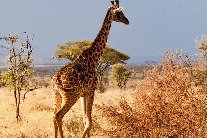 6 Days / 5 Nights Join Group Safari - The Sum Up