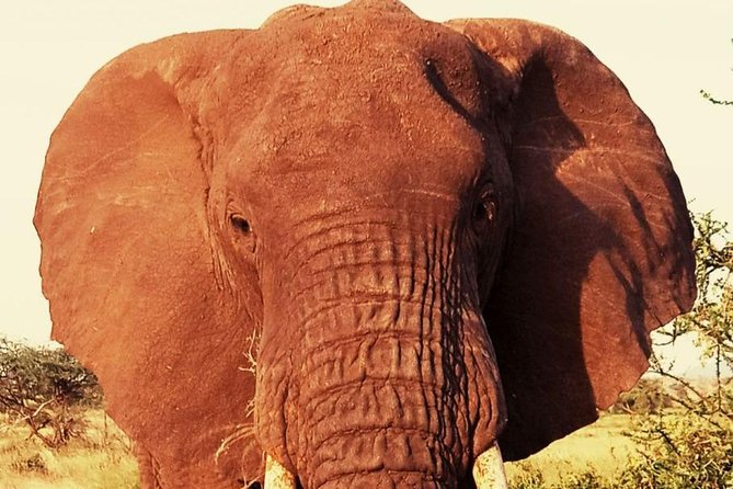 6 Days Amboseli, Lake Nakuru and Masai Mara - The Sum Up