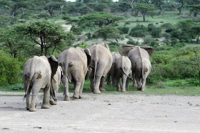 6 Days Christmas /New Year Offer Rift Valley & Masai Mara - Excluded Items