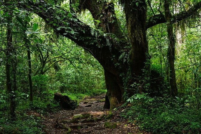 6 Days Climb Kilimanjaro via Marangu Route Private Guided Tour - Dietary Options and Drinks