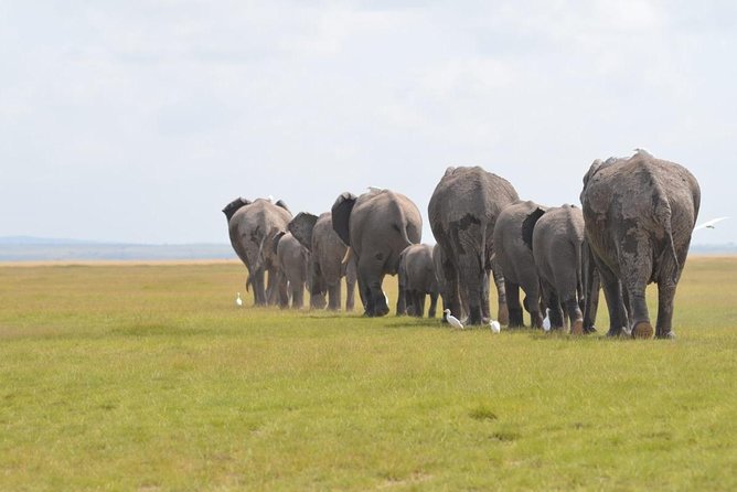 6 Days in Masai Mara- Lake Nakuru- Amboseli - Exploring Lake Nakuru National Park