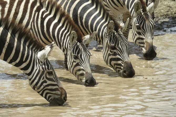 6 Days Luxury Safari Tarangire, Ngorongoro, Serengeti and Manyara - Booking and Cancellation Policies