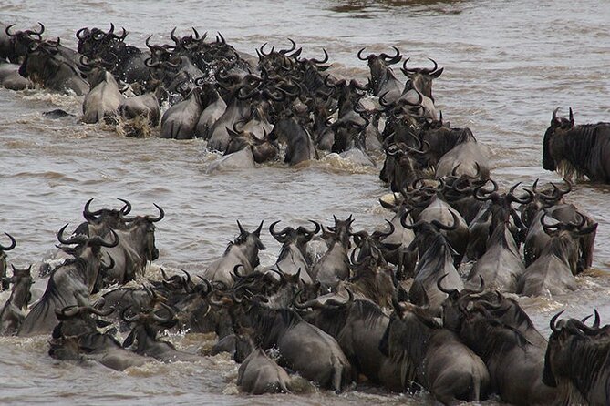 6 Days Luxury Wildlife Tanzania Safari - Accommodations and Meals Included